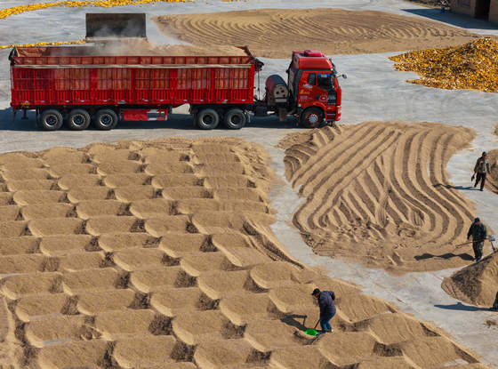 平羅縣前進(jìn)農(nóng)場迎來秋日農(nóng)忙