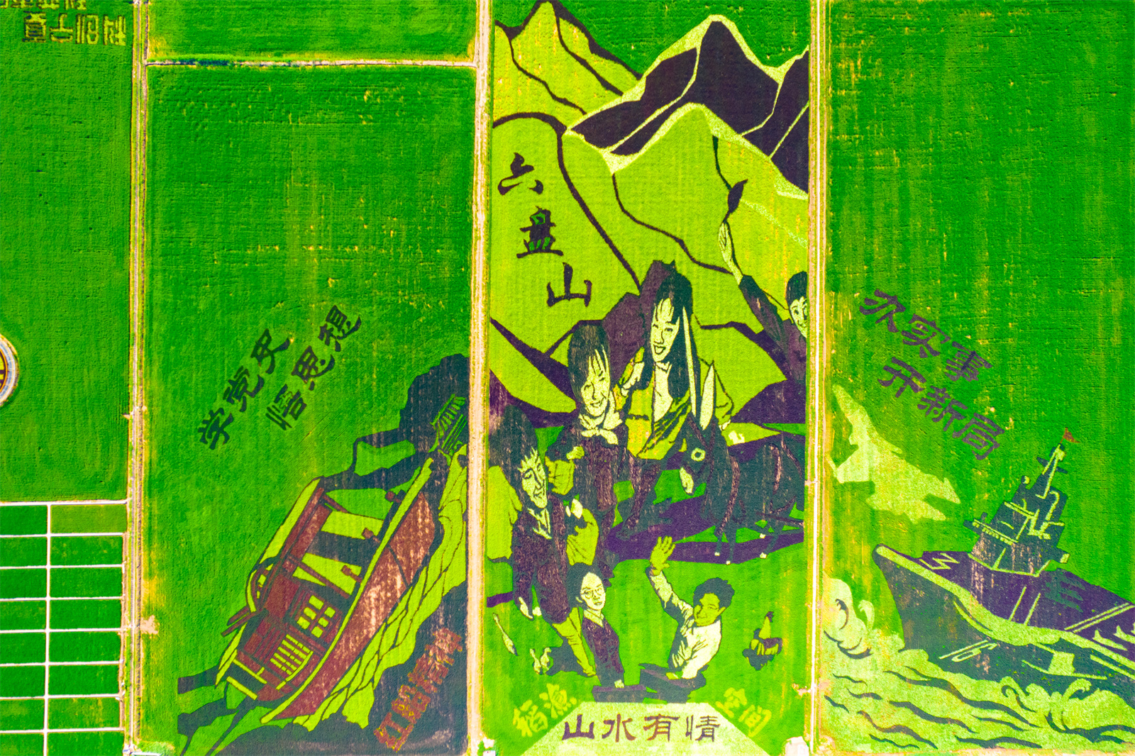 高清大圖：烈日炎炎 稻漁空間稻田畫觀賞正當(dāng)時(shí)