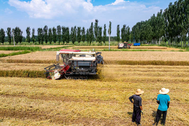 田間好“豐”景！寧夏原糧儲(chǔ)備生產(chǎn)基地10萬(wàn)畝小麥開鐮收割