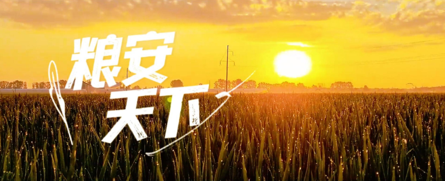 微視頻丨糧安天下
