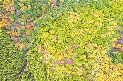 秋高氣爽，六盤山層林盡染。